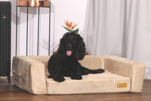 Smart Sofa - Smart pet beds